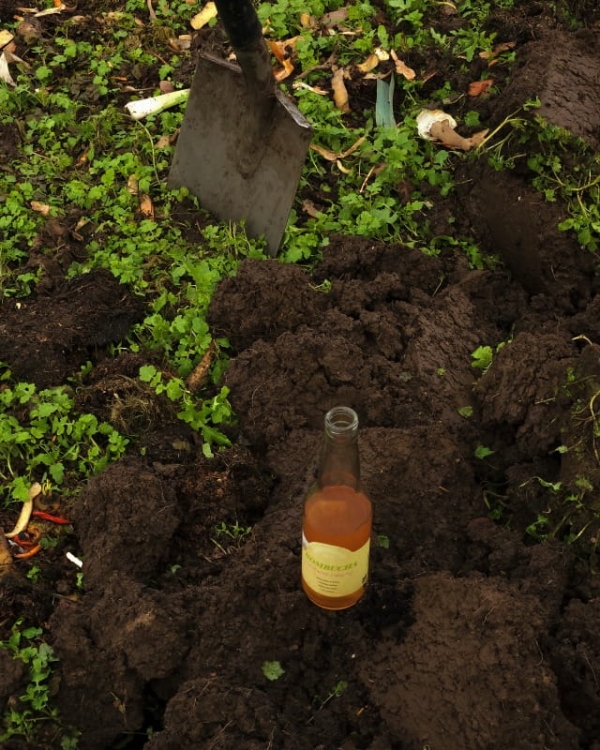 Kombucha Lipowa w Ziemii